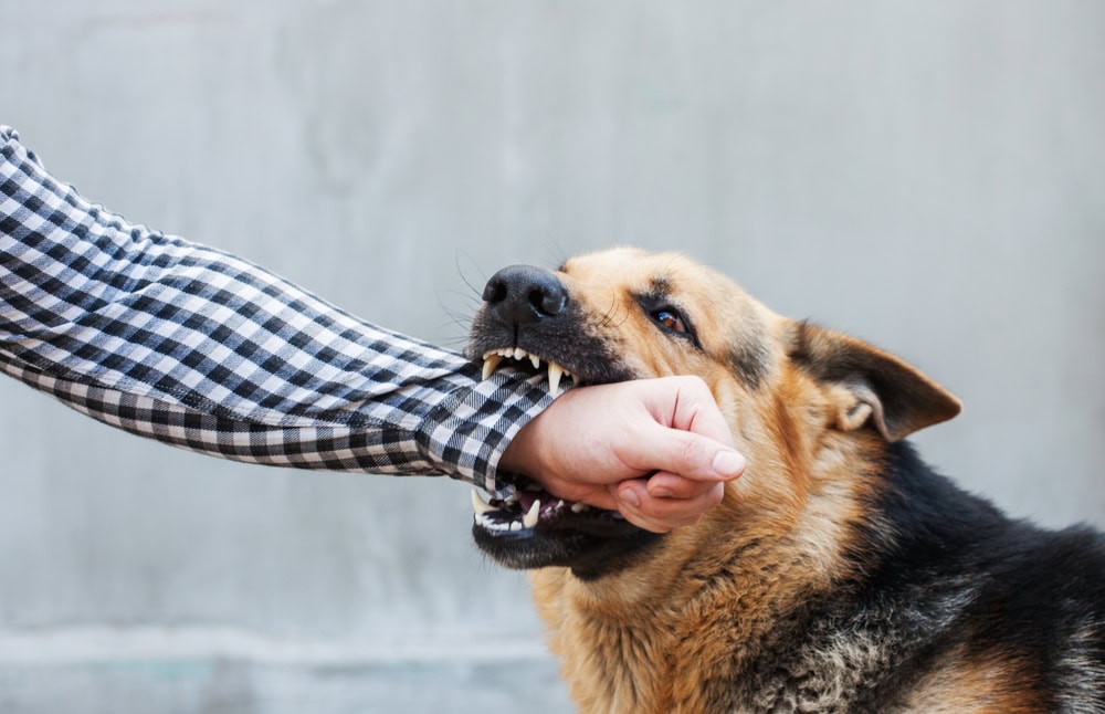Dog Bite Photo of a Dog Biting Hand