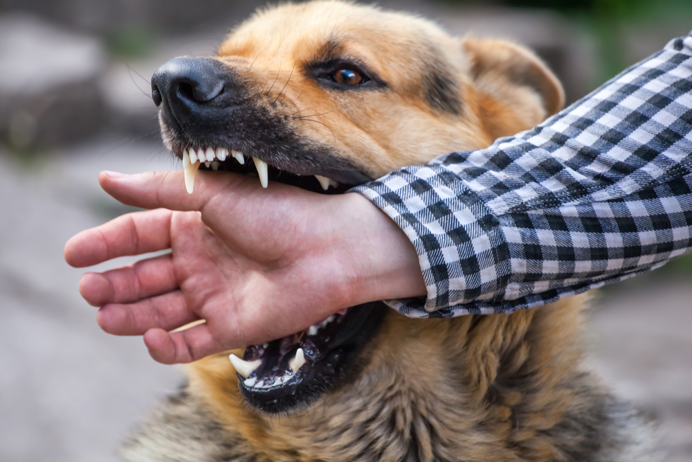 Photo of Dog Bite